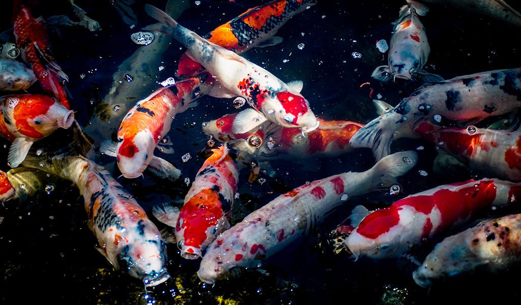 Koi fish tails