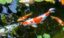 Image showcasing Why Do the Koi Fish Tails Bleed - Cause And Cure - hygger