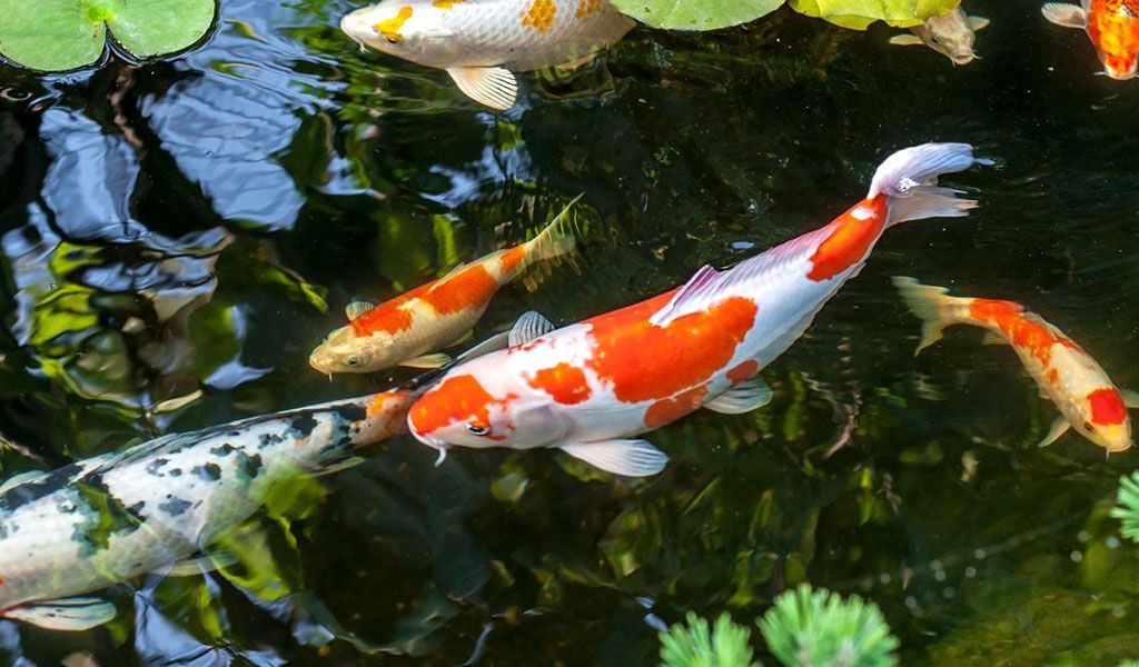 Koi fish pond