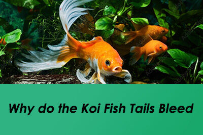 Why do the Koi Fish Tails Bleed