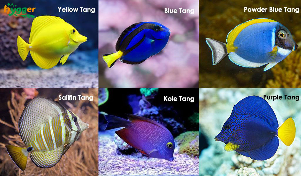 types of tang fish