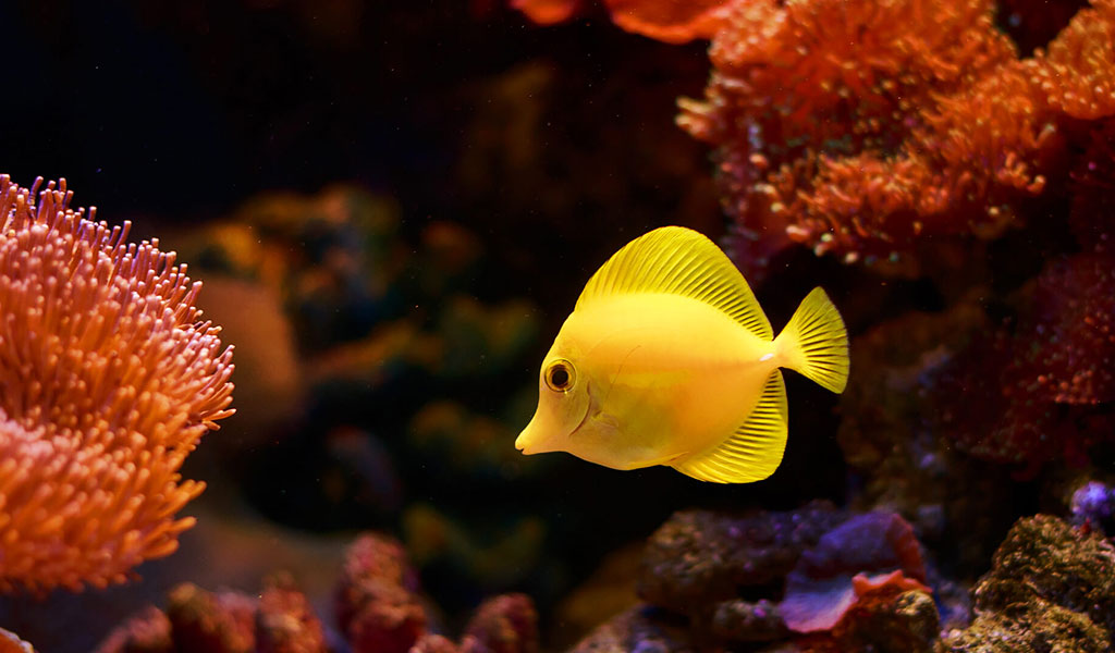 yellow tang fish