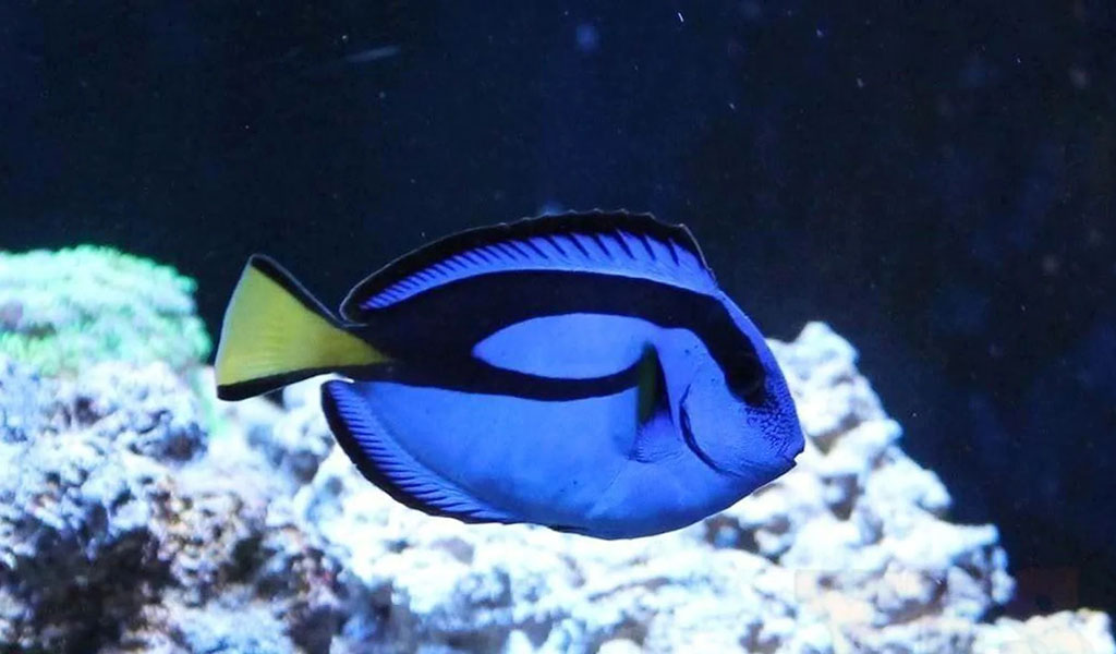 blue tang fish