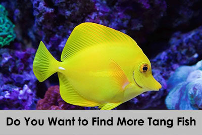 Do You Want to Find More Tang Fish