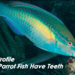 Fish Profile – Do Parrot Fish Have Teeth