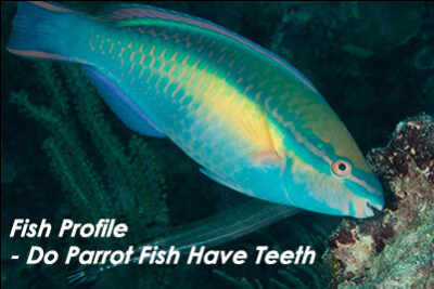 Fish Profile – Do Parrot Fish Have Teeth