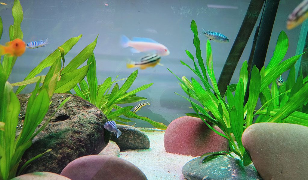 add cichlid fish to tank