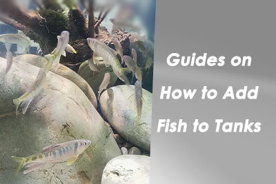 Guides on How to Add Fish to Tanks