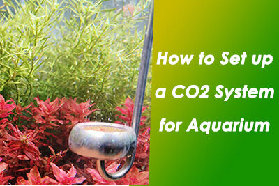 How to Set up a CO2 System for Aquarium