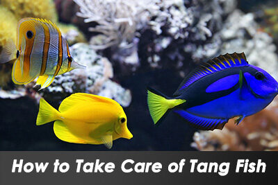 How to Take Care of Tang Fish