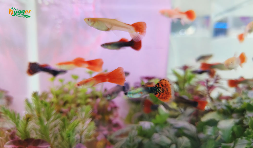 Freshwater fish facts and information