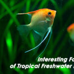 Interesting Facts of Tropical Freshwater Fish