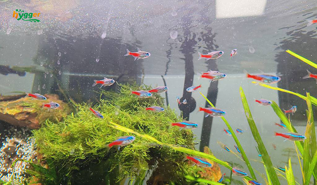 Freshwater fish facts and information