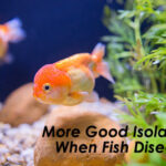 More Good Isolations When Fish Diseased