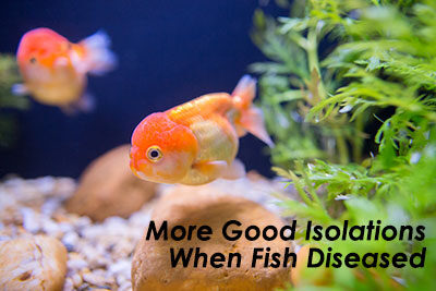More Good Isolations When Fish Diseased
