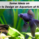 Some Ideas on How to Design an Aquarium at Home