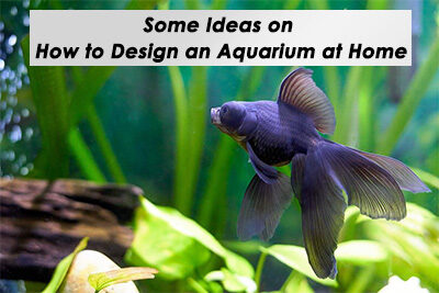 Some Ideas on How to Design an Aquarium at Home