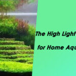 The High Light Plants for Home Aquarium