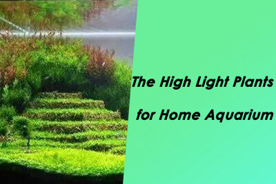 The High Light Plants for Home Aquarium