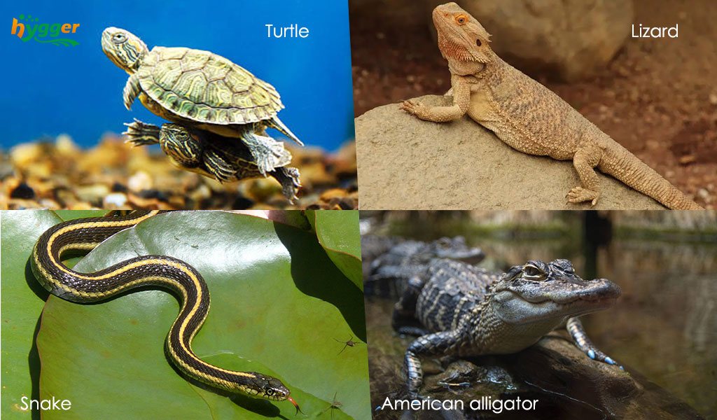 types of reptiles