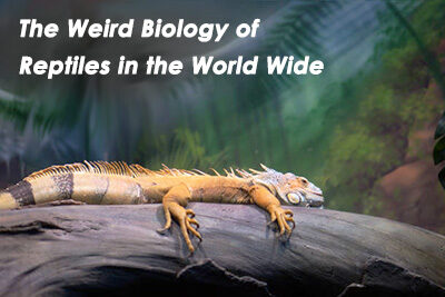 The Weird Biology of Reptiles in the World Wide