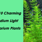 Top 10 Charming Medium Light Aquarium Plants