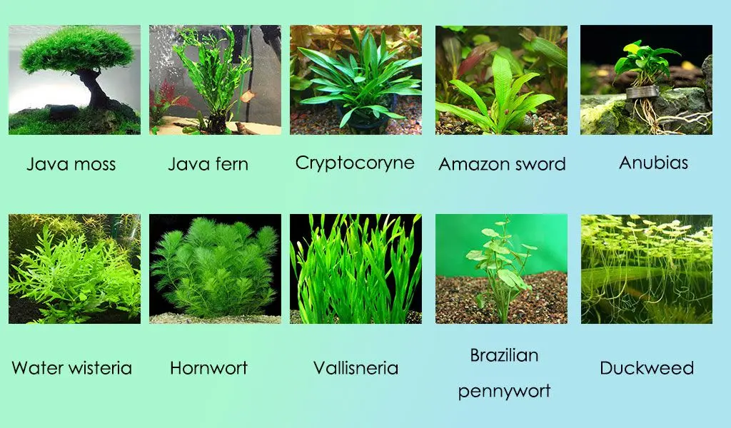 medium light plants