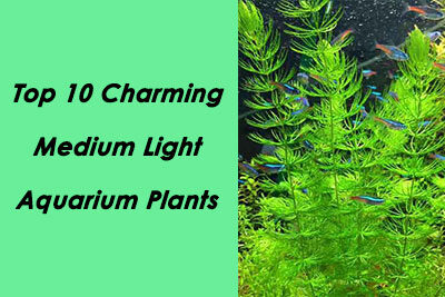 Top 10 Charming Medium Light Aquarium Plants