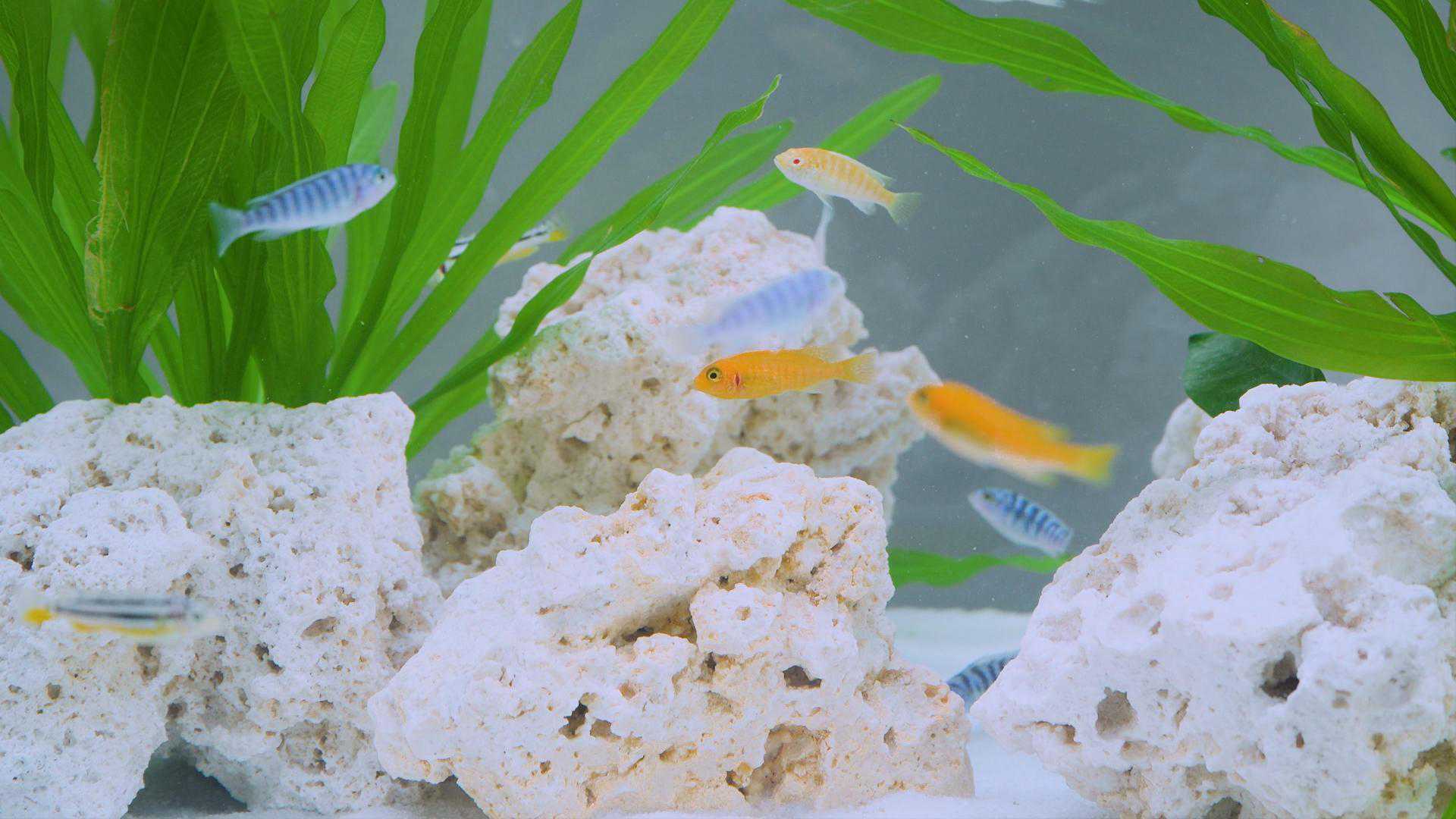 Gravel cleaner fish net kit video