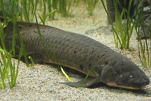 Australian Lungfish