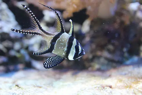 Banggai Cardinalfish fish