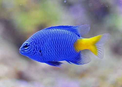 Blue Damsel fish