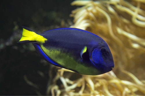 Blue Hippo Tang