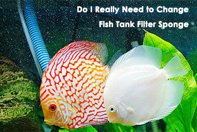Do I Really Need to Change Fish Tank Filter Sponge