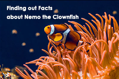 Finding out Facts about Nemo the Clownfish