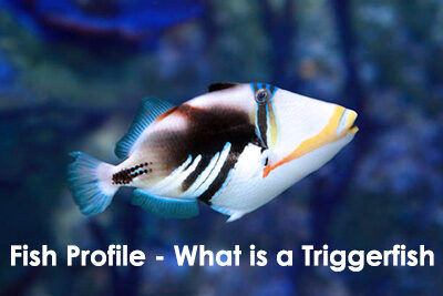Fish Profile – What is a Triggerfish