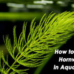 How to Plant Hornwort in Aquariums