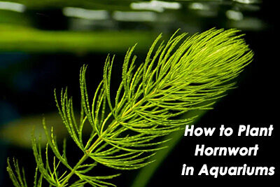 How to Plant Hornwort in Aquariums