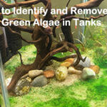 How to Identify and Remove Blue Green Algae in Tanks