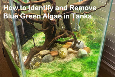 How to Identify and Remove Blue Green Algae in Tanks