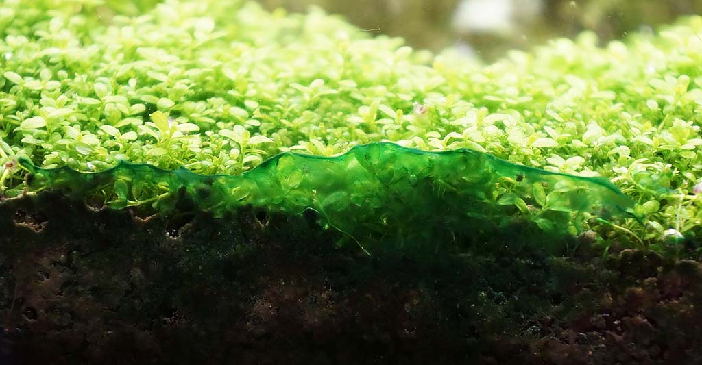 blue-green algae