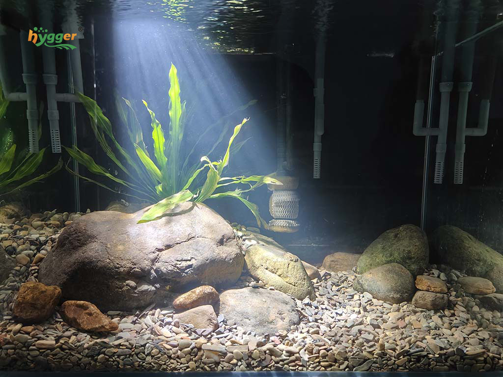 Remove blue-green Algae in Tanks