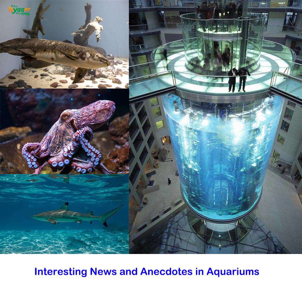 Interesting Aquariums News