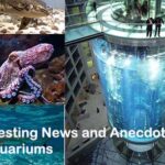 Interesting News and Anecdotes in Aquariums