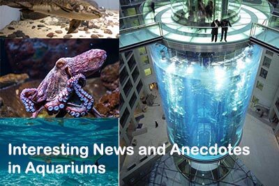 Interesting News and Anecdotes in Aquariums