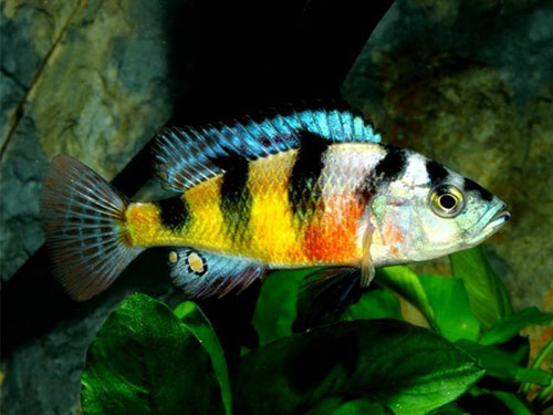 Lake Victoria Cichlids