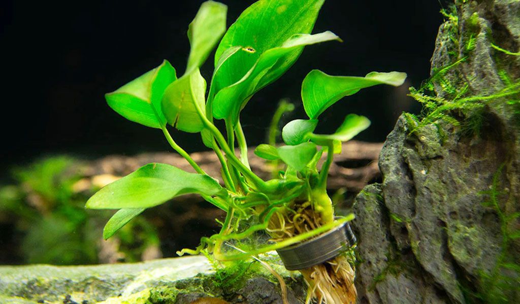 Anubias plants in tank