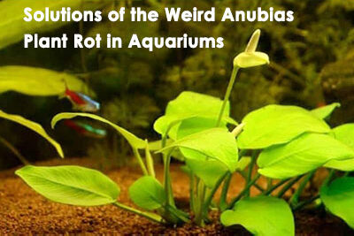 Solutions of the Weird Anubias Plant Rot in Aquariums