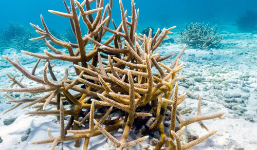 Staghorn Coral