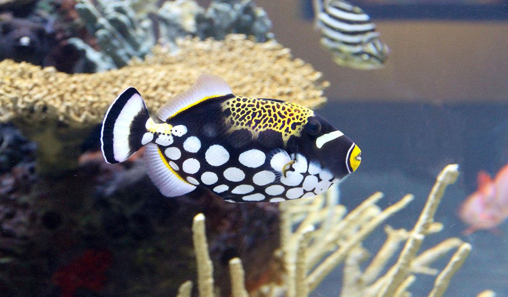 Triggerfish care guide